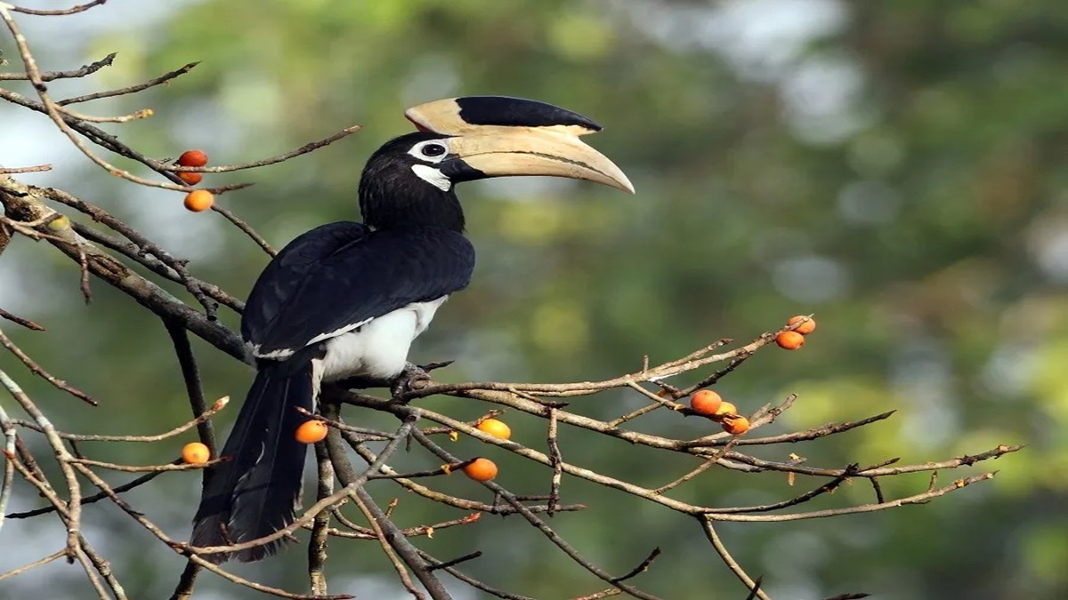 Hornbill Safari