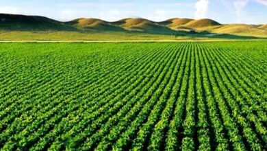 Kharif Season