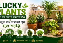 Lucky Plants