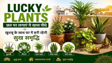 Lucky Plants