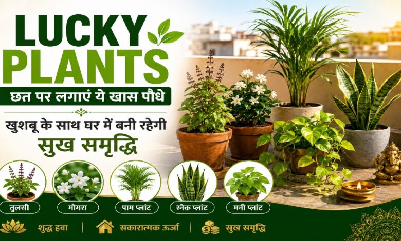 Lucky Plants