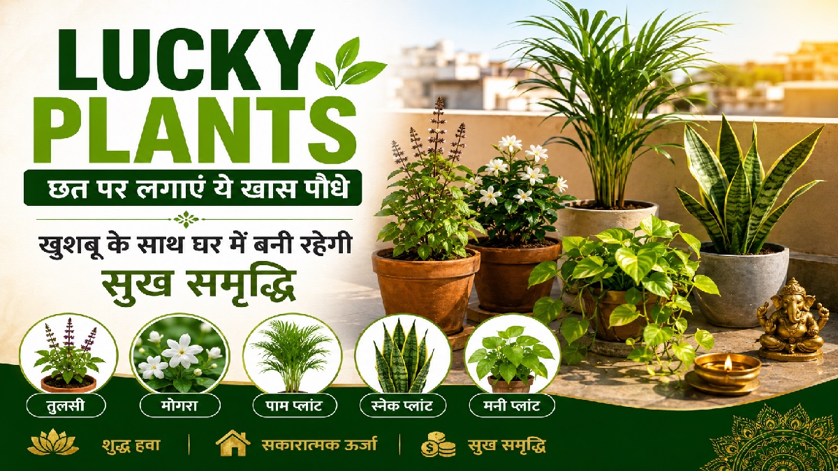 Lucky Plants