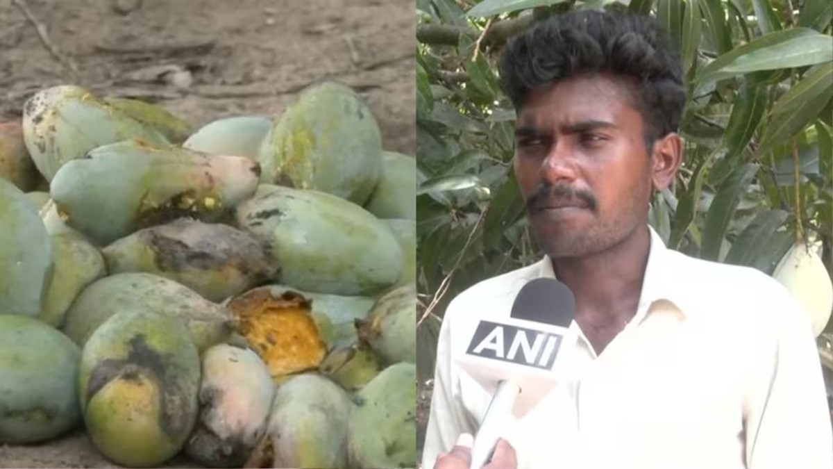 Mango Price