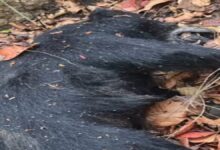 Marwahi Bear Heatstroke Death