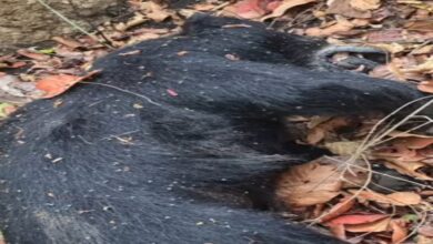 Marwahi Bear Heatstroke Death