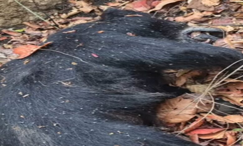 Marwahi Bear Heatstroke Death