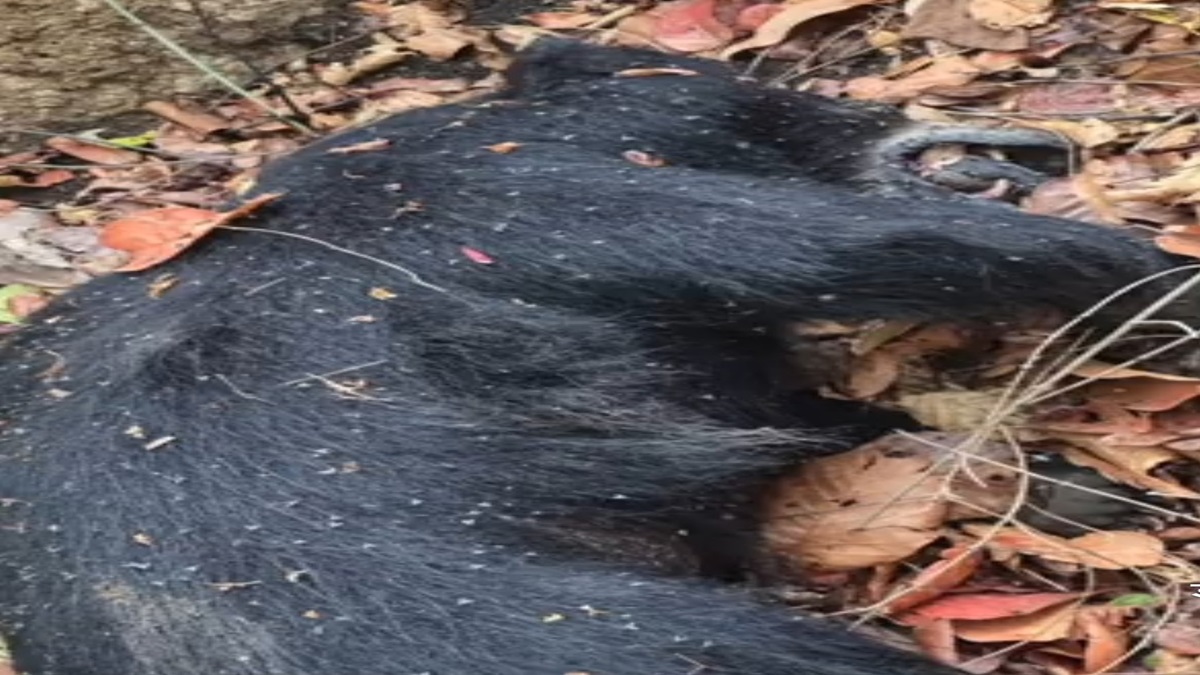 Marwahi Bear Heatstroke Death
