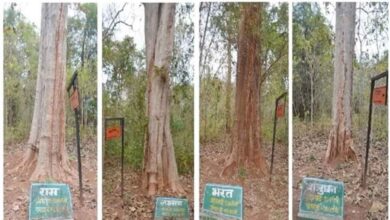 Nature's 'Ram Darbar' on the land of Dandakaranya, Ram, Lakshman, Bharat and Shatrughan protecting the environment