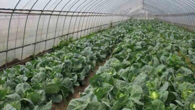 Polyhouse Farming