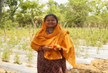 Vegetable Farming Success Story