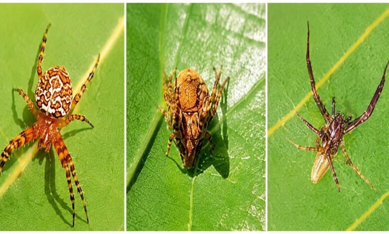 Chhattisgarh Spider Discovery