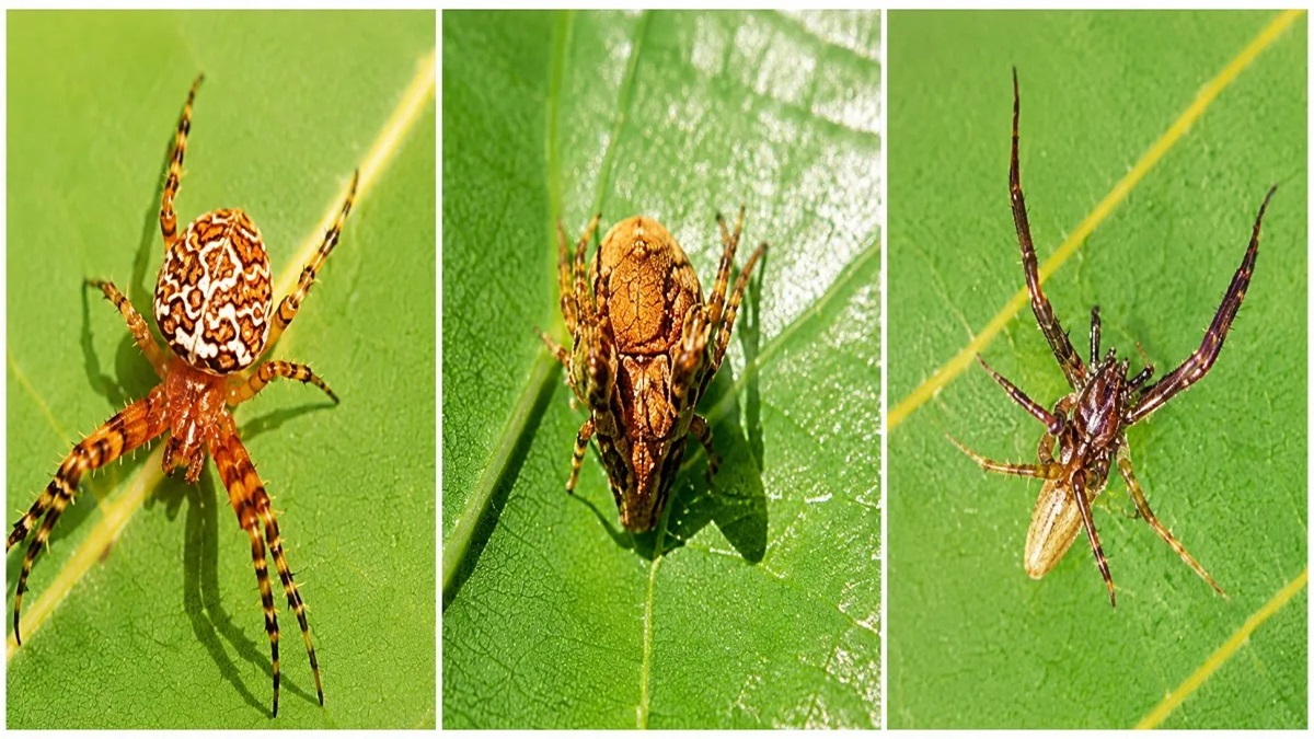 Chhattisgarh Spider Discovery