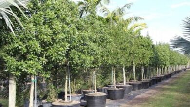 Conocarpus Ban