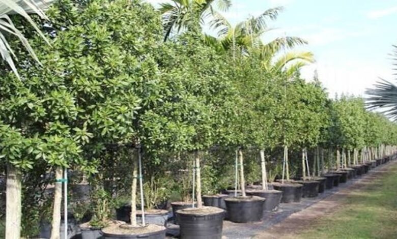 Conocarpus Ban