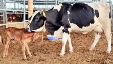 Cow Disease