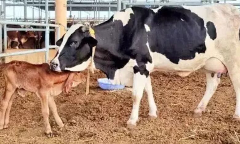 Cow Disease