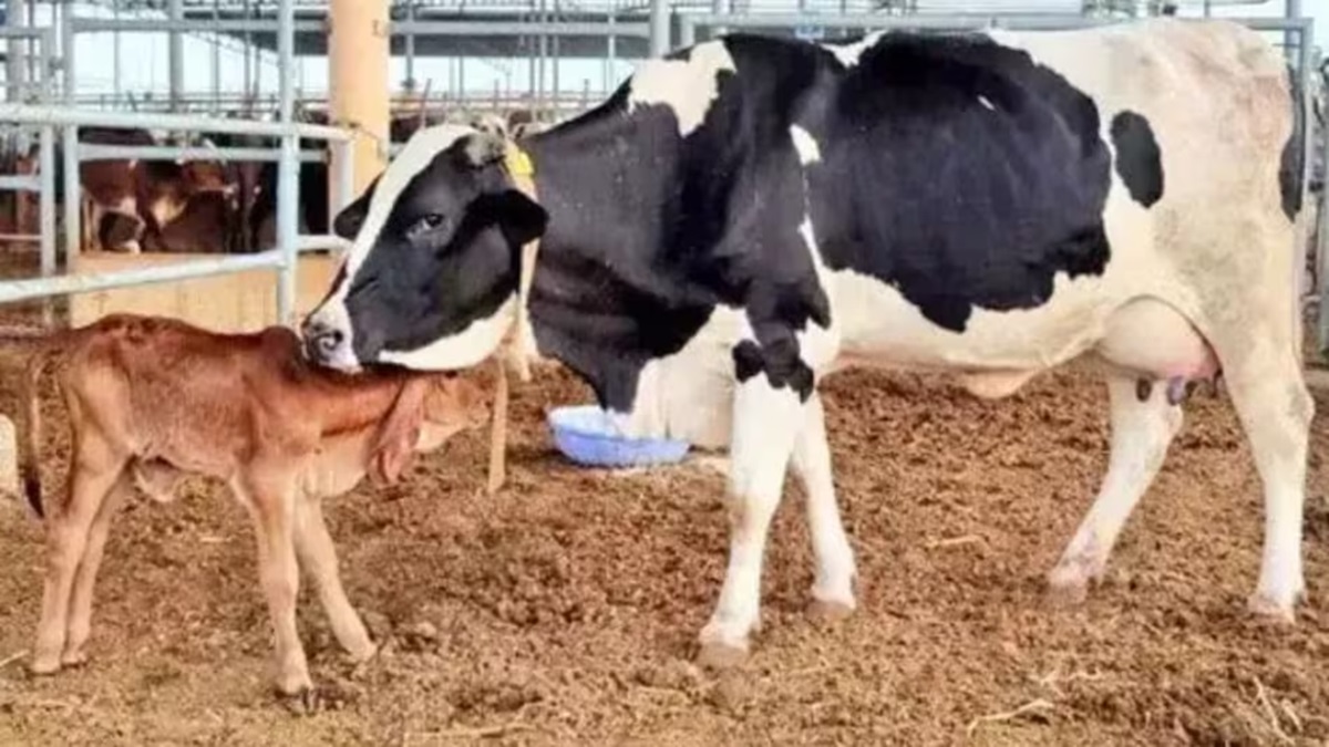 Cow Disease