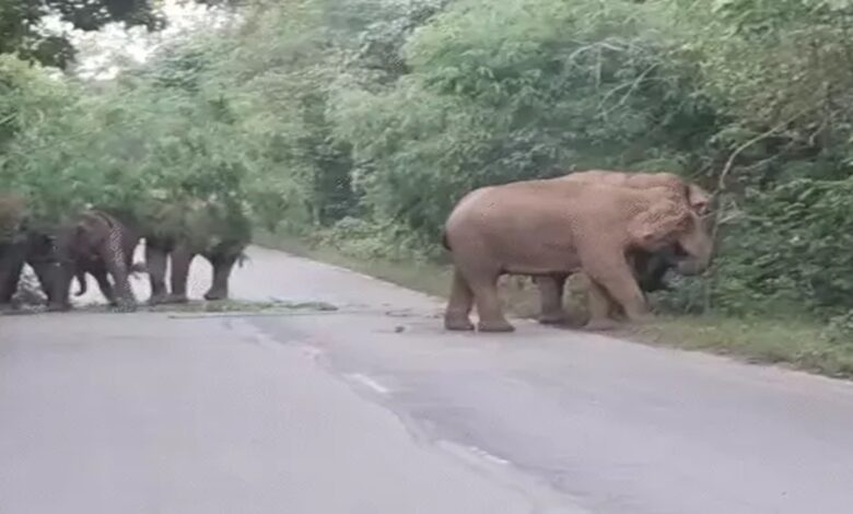 Elephant Herd