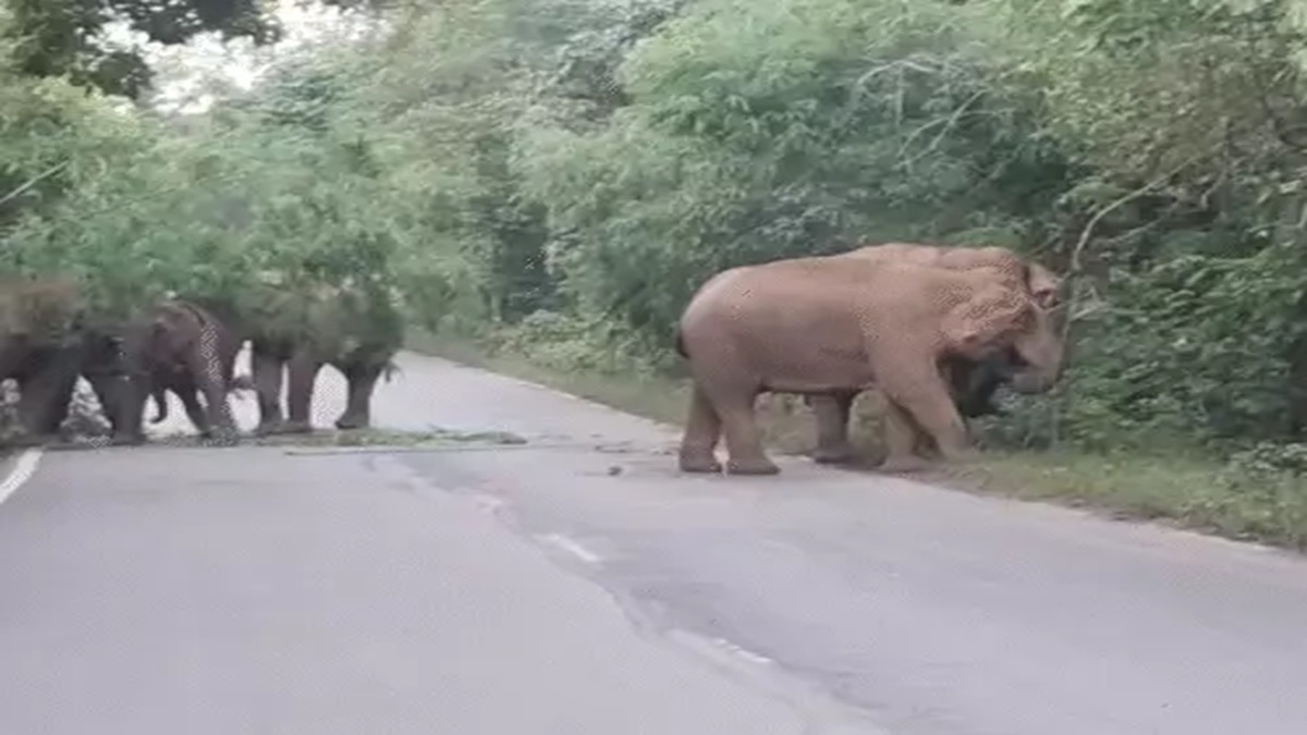 Elephant Herd