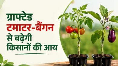Grafted Farming