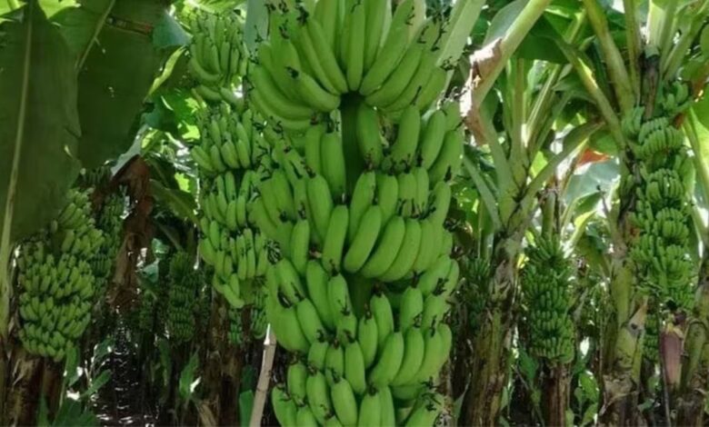 High Density Farming