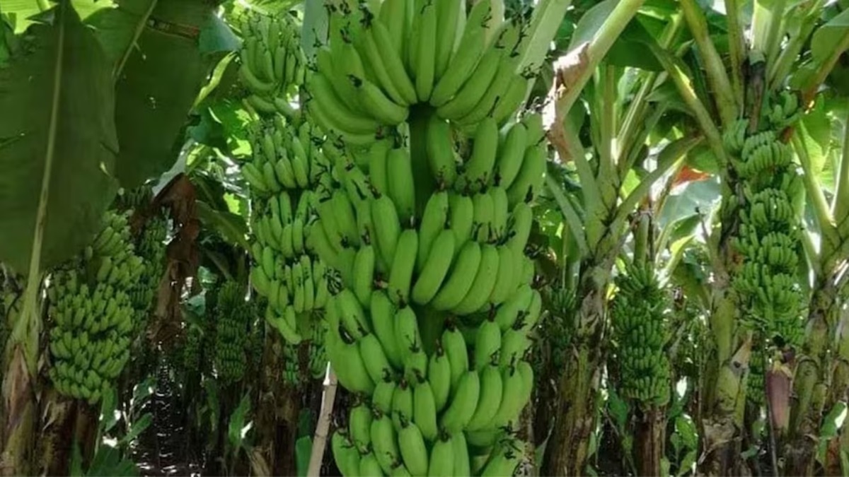 High Density Farming