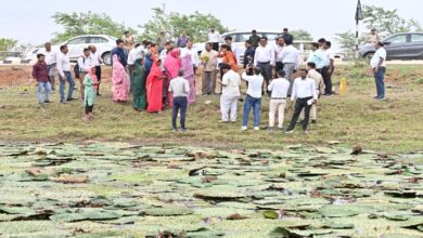Makhana Farming