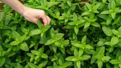 Vana Tulsi Ayurvedic Herbs
