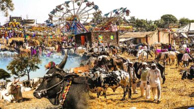 Khamhibazar Bull Market