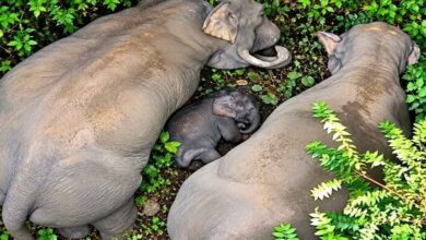 Chhatti Of Baby Elephant