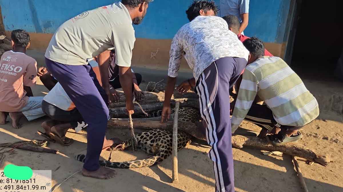 Dhamtari Leopard Attack